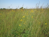 Tallgrass Prairie at Jeffers Site